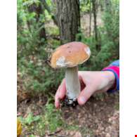 Smartfon czarny 512GB SM-89AD2