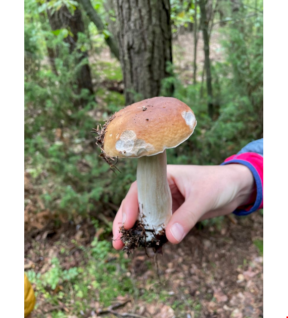 Smartfon czarny 512GB SM-89AD2